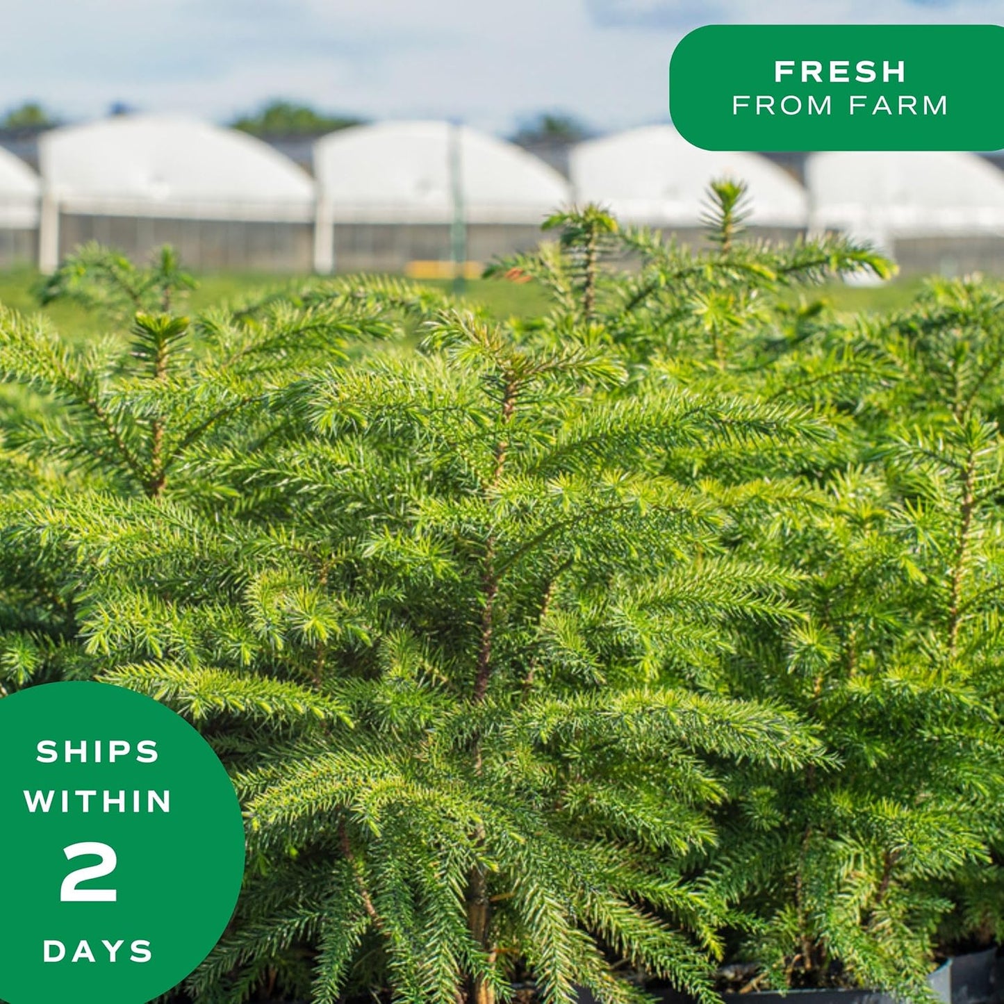 Live Christmas Tree, Large Norfolk Island Pine in Red Indoor Holiday Planter, DIY Christmas Decorations, Ornaments, Christmas Gift and Holiday Room Decor, 3 Feet Tall