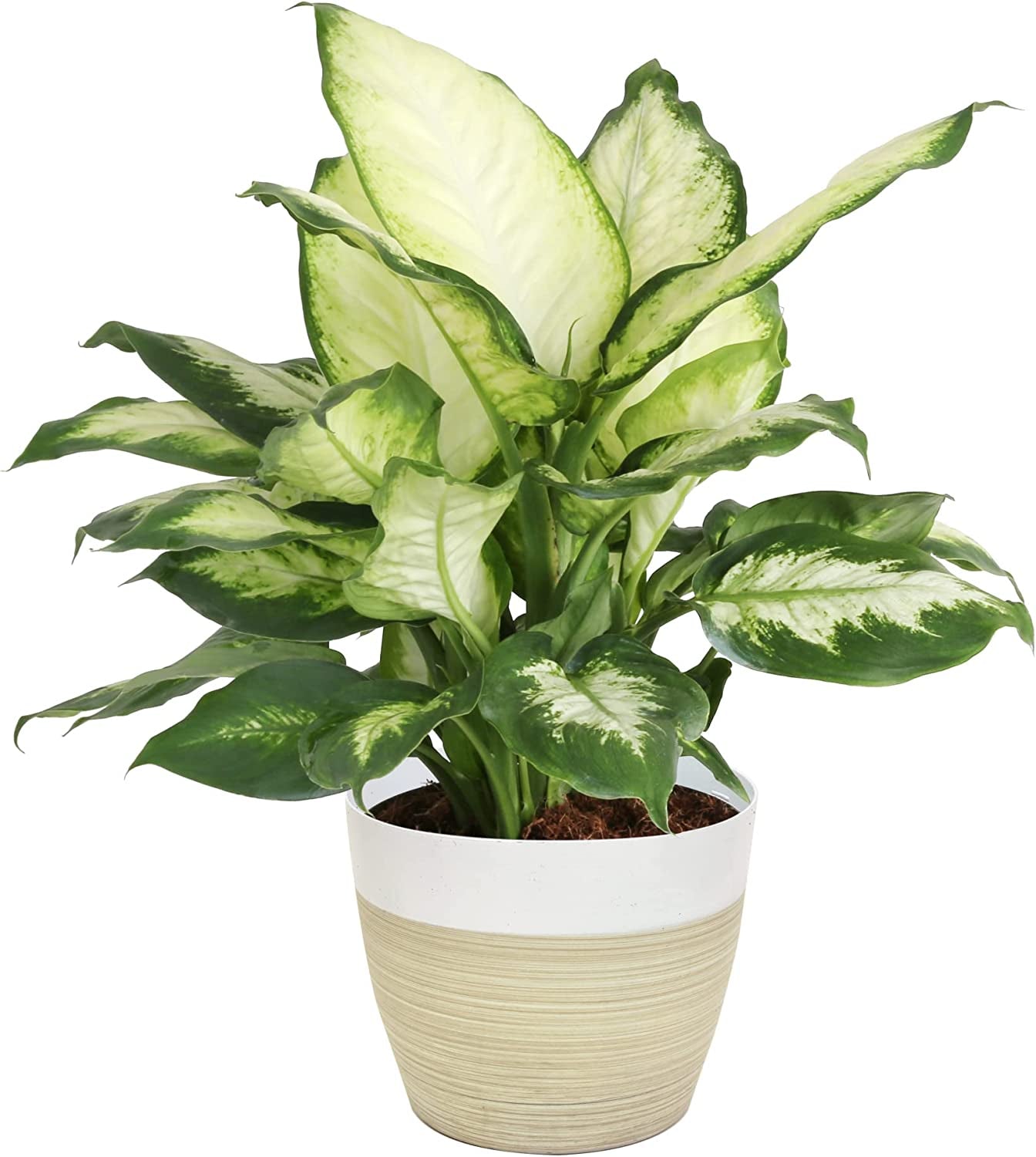 dieffenbachia live plant Dieffenbachia, Air Purifying Live Indoor Plant, Beautiful Easy to Grow –  Greater Happy Outdoors and Health