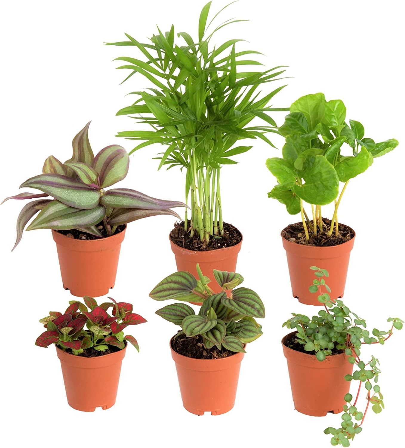 nursery live indoor plants Mini Houseplants (6 Pack), Easy Grow Live Indoor House Plants in Nurse –  Greater Happy Outdoors and Health