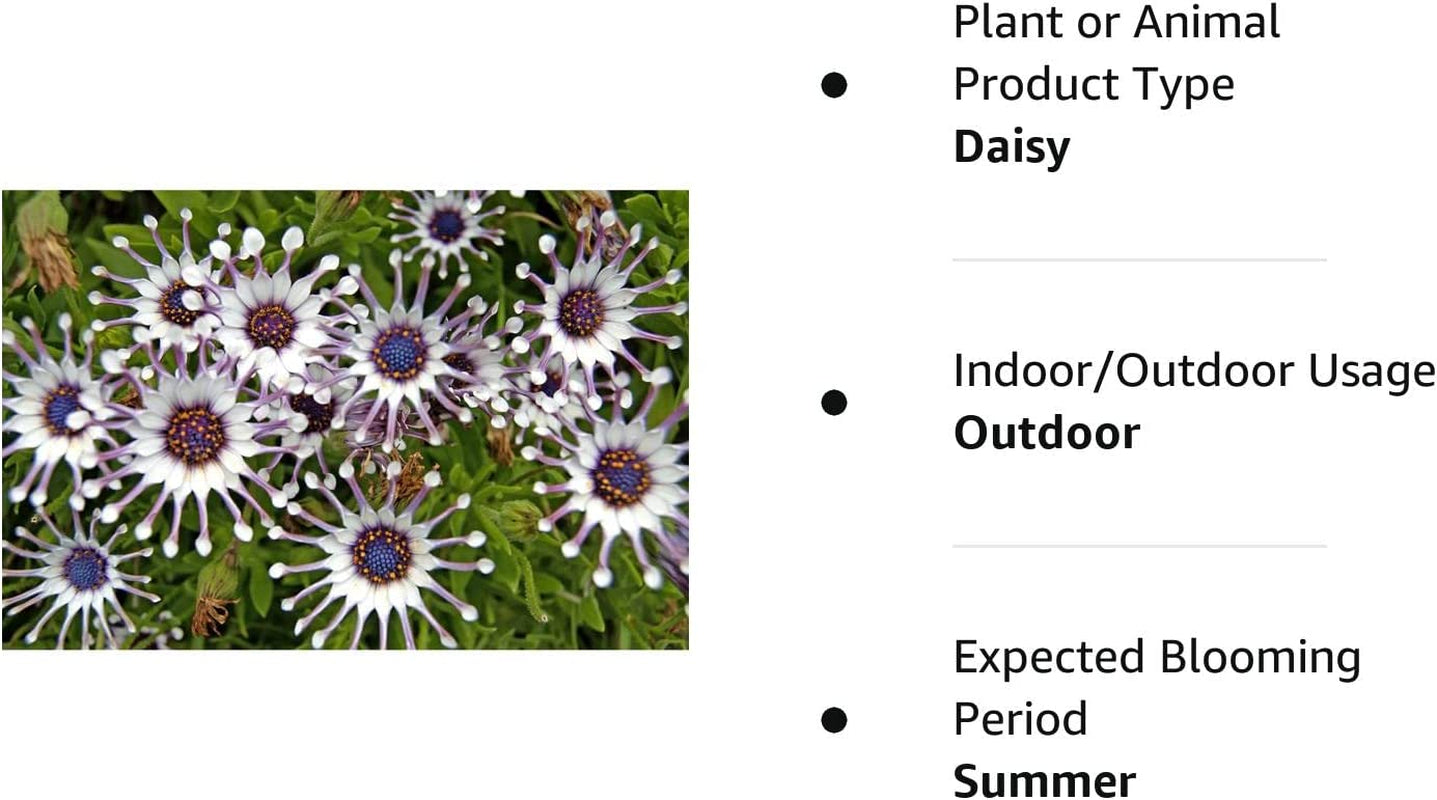 Rare 100 Pcs Seeds Purple Daisy Seeds Flower Garden Plant