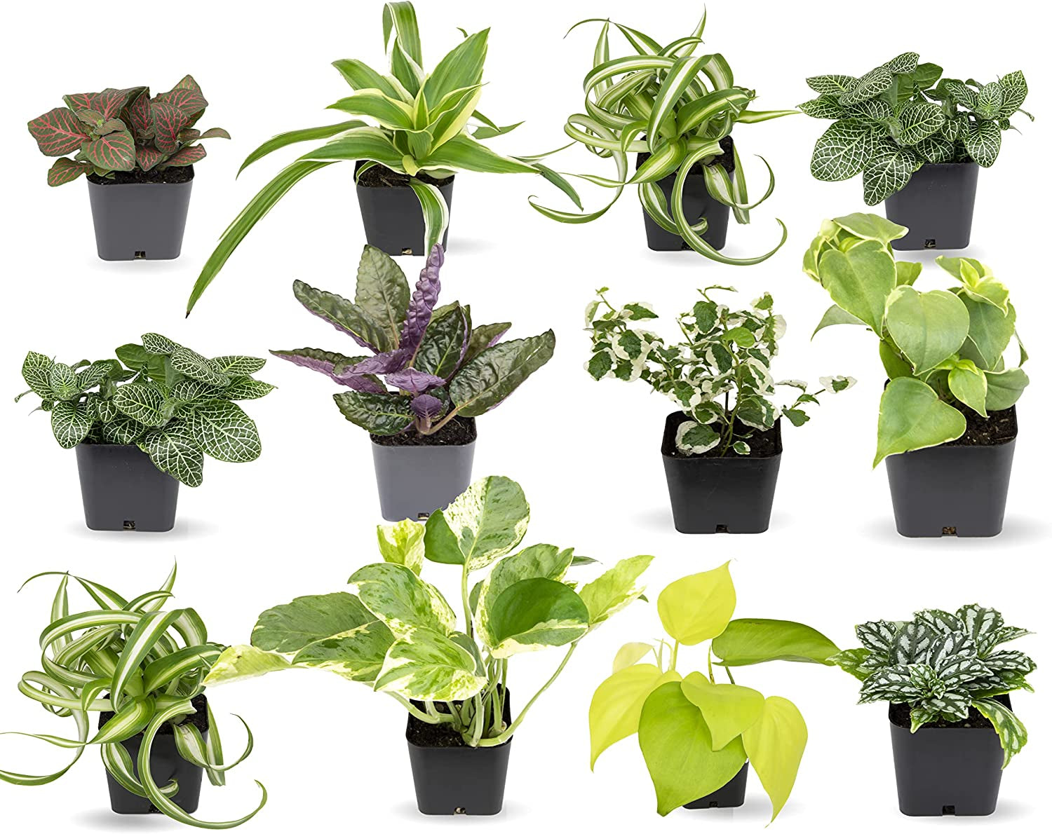 Easy to Grow Houseplants (12 Pack) Live House Plants in Plant Containe –  Greater Happy Outdoors and Health