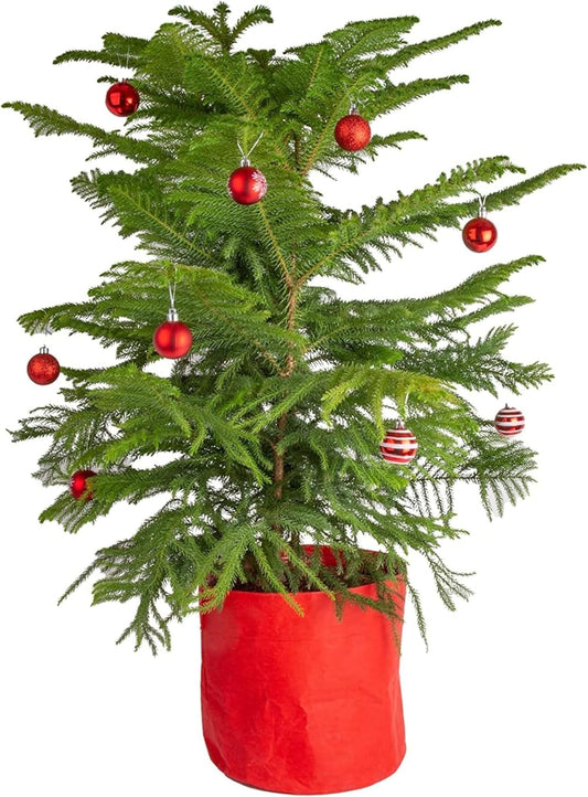 Live Christmas Tree, Large Norfolk Island Pine in Red Indoor Holiday Planter, DIY Christmas Decorations, Ornaments, Christmas Gift and Holiday Room Decor, 3 Feet Tall