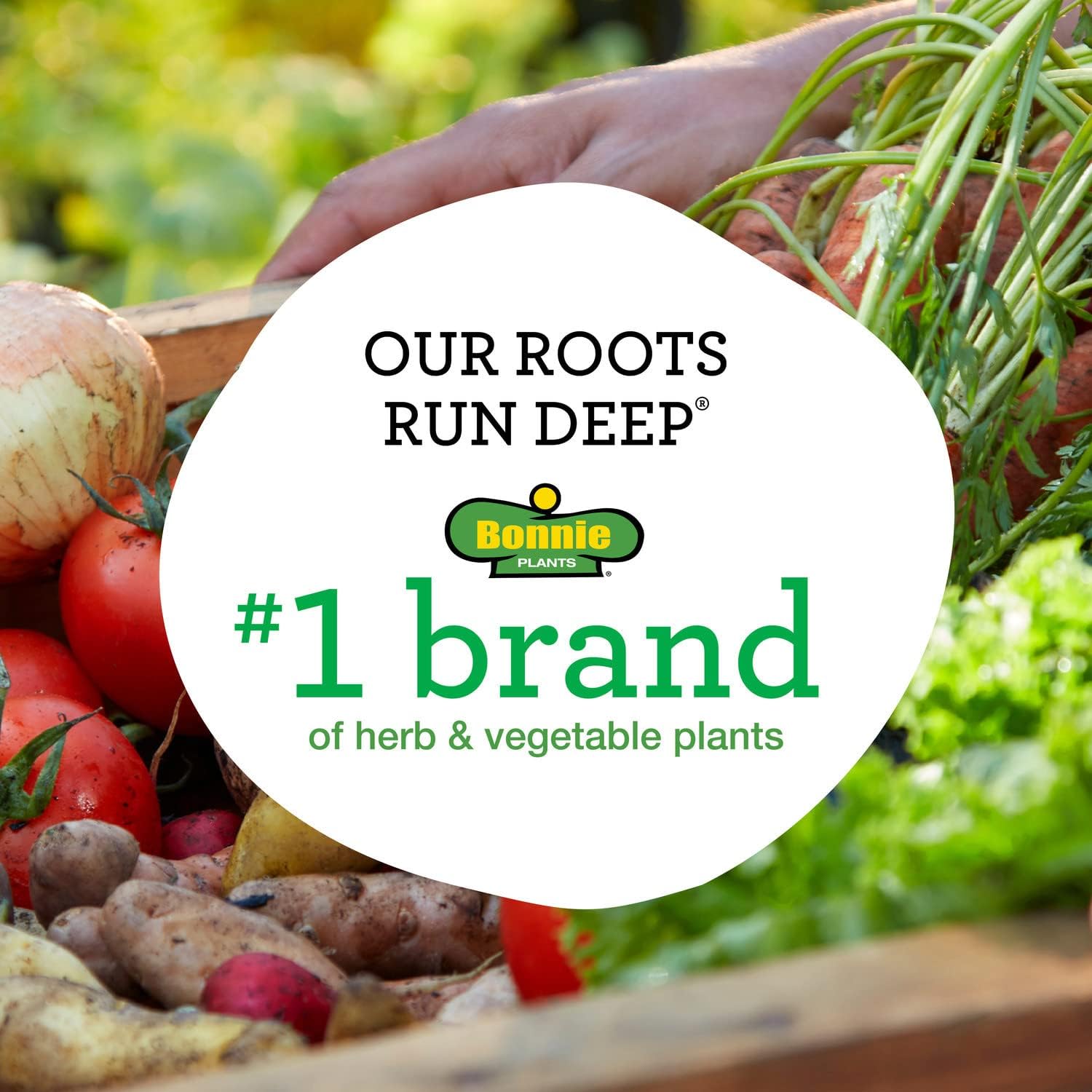 Bonnie Plants Bee Balm Live Plants perennial (4-Pack, 19.3 Oz)