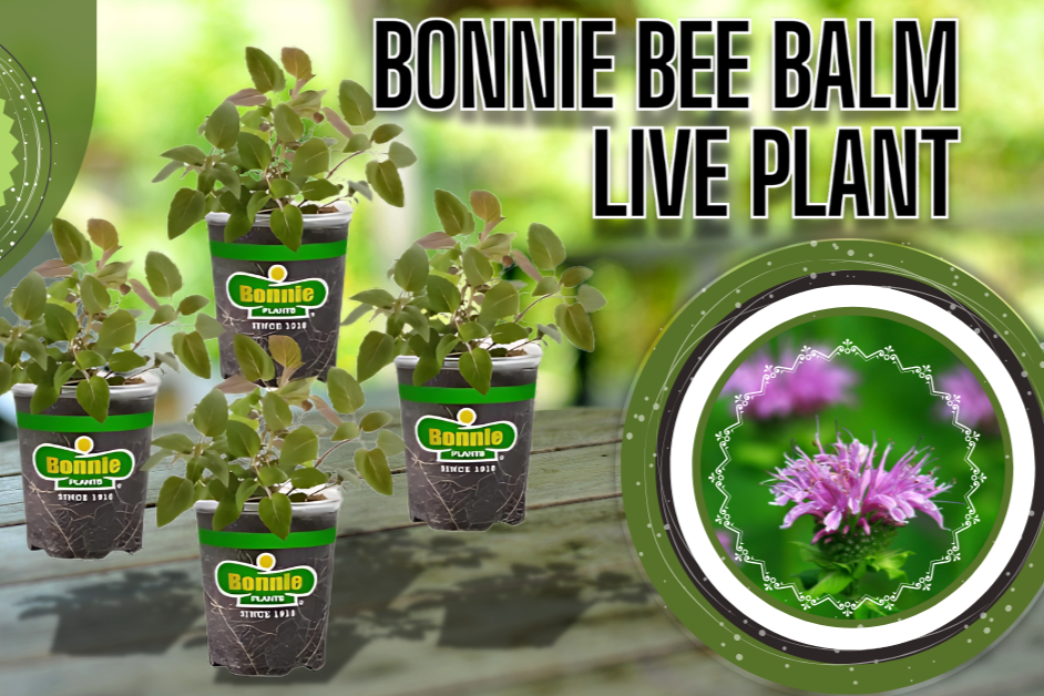 Bonnie Plants Bee Balm Live Plants perennial (4-Pack, 19.3 Oz)