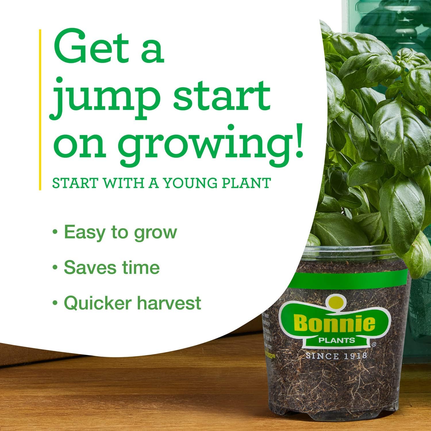 Bonnie Plants Bee Balm Live Plants perennial (4-Pack, 19.3 Oz)