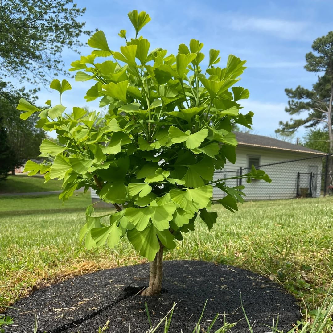 Ginkgo Biloba Tree Live  Plant Seedling in Quart Pot, 6-12" Ginkgo Tree Plant, Live Gingko Trees, Gingko Trees Seedlings, No CA
