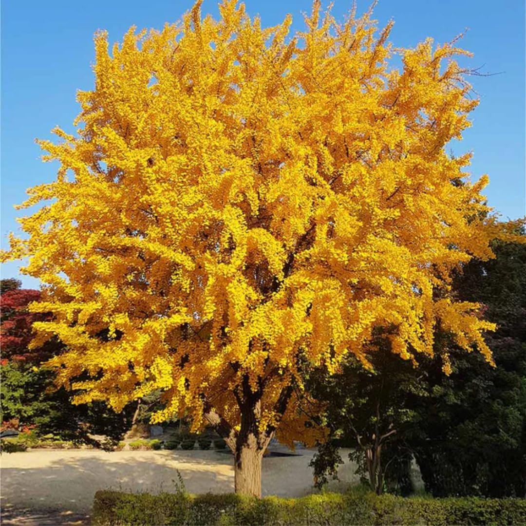 Ginkgo Biloba Tree Live  Plant Seedling in Quart Pot, 6-12" Ginkgo Tree Plant, Live Gingko Trees, Gingko Trees Seedlings, No CA