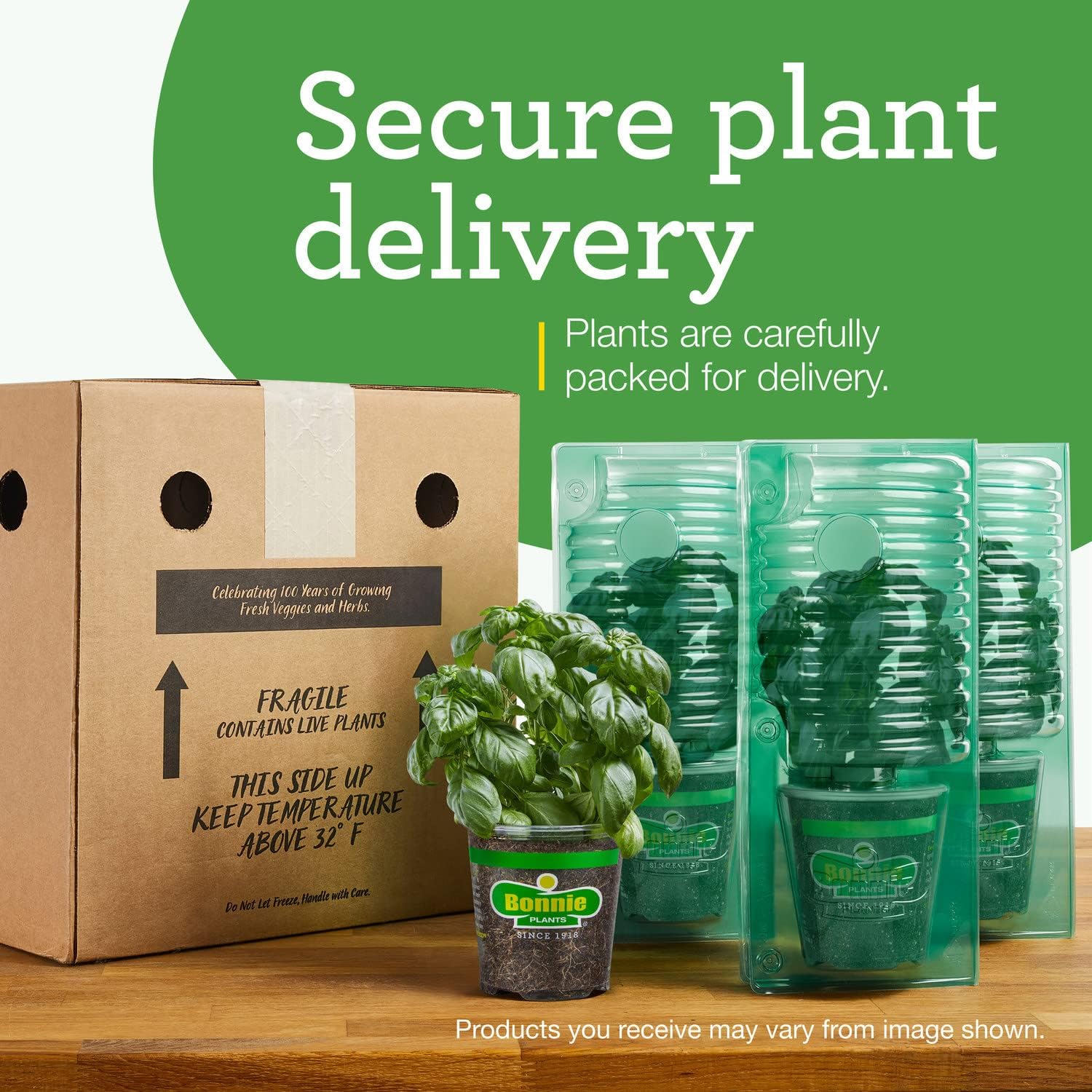 Bonnie Plants Bee Balm Live Plants perennial (4-Pack, 19.3 Oz)