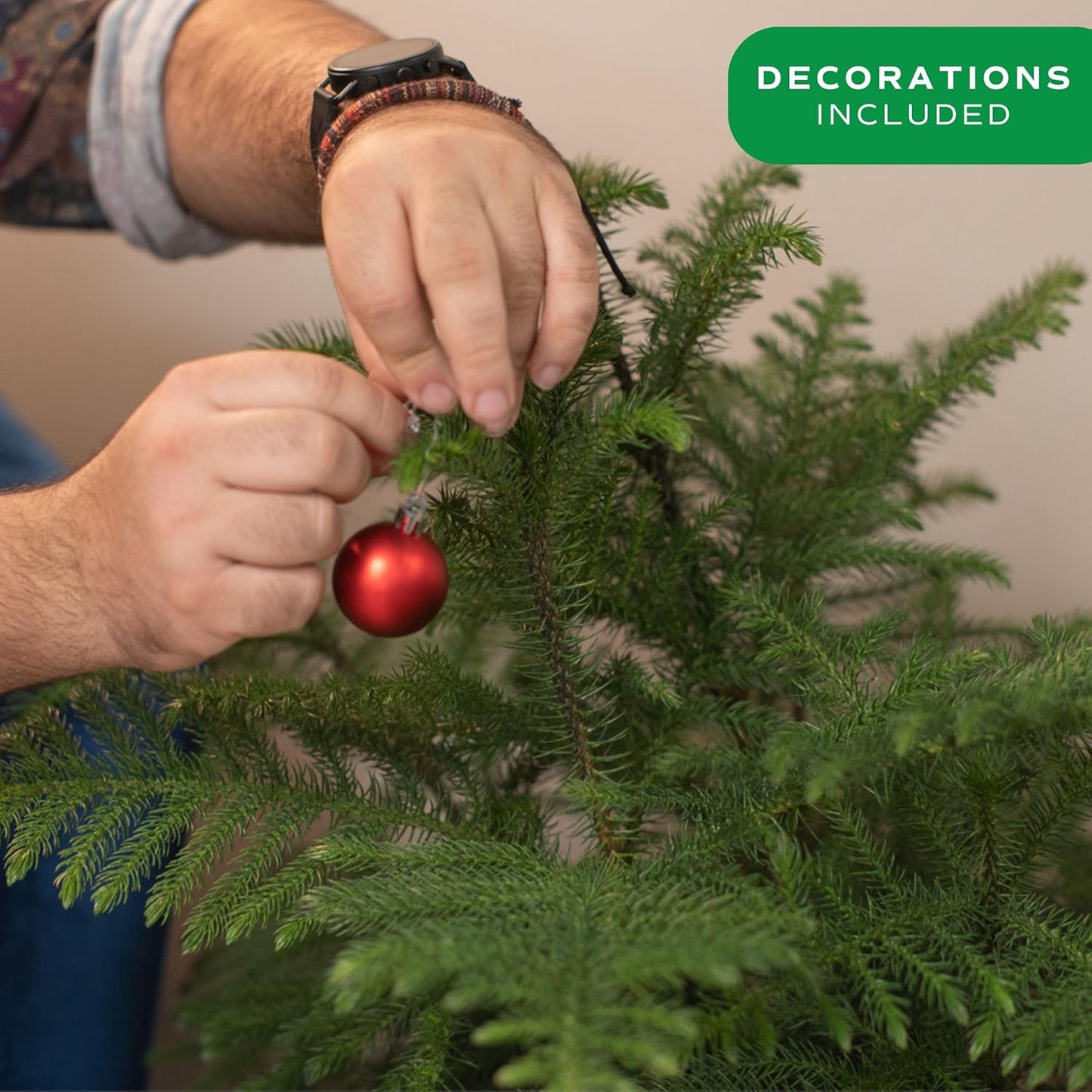 Live Christmas Tree, Large Norfolk Island Pine in Red Indoor Holiday Planter, DIY Christmas Decorations, Ornaments, Christmas Gift and Holiday Room Decor, 3 Feet Tall