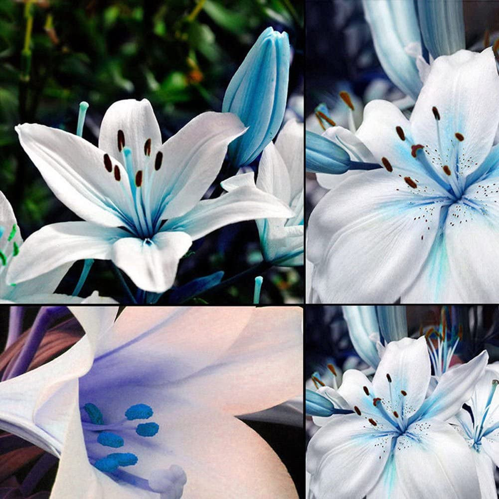 Blue Rare Lily Seeds for Yard Gardening Plant,50Pcs Blue Rare Lily Seeds Planting Lilium Flower Home Bonsai Garden Decor by