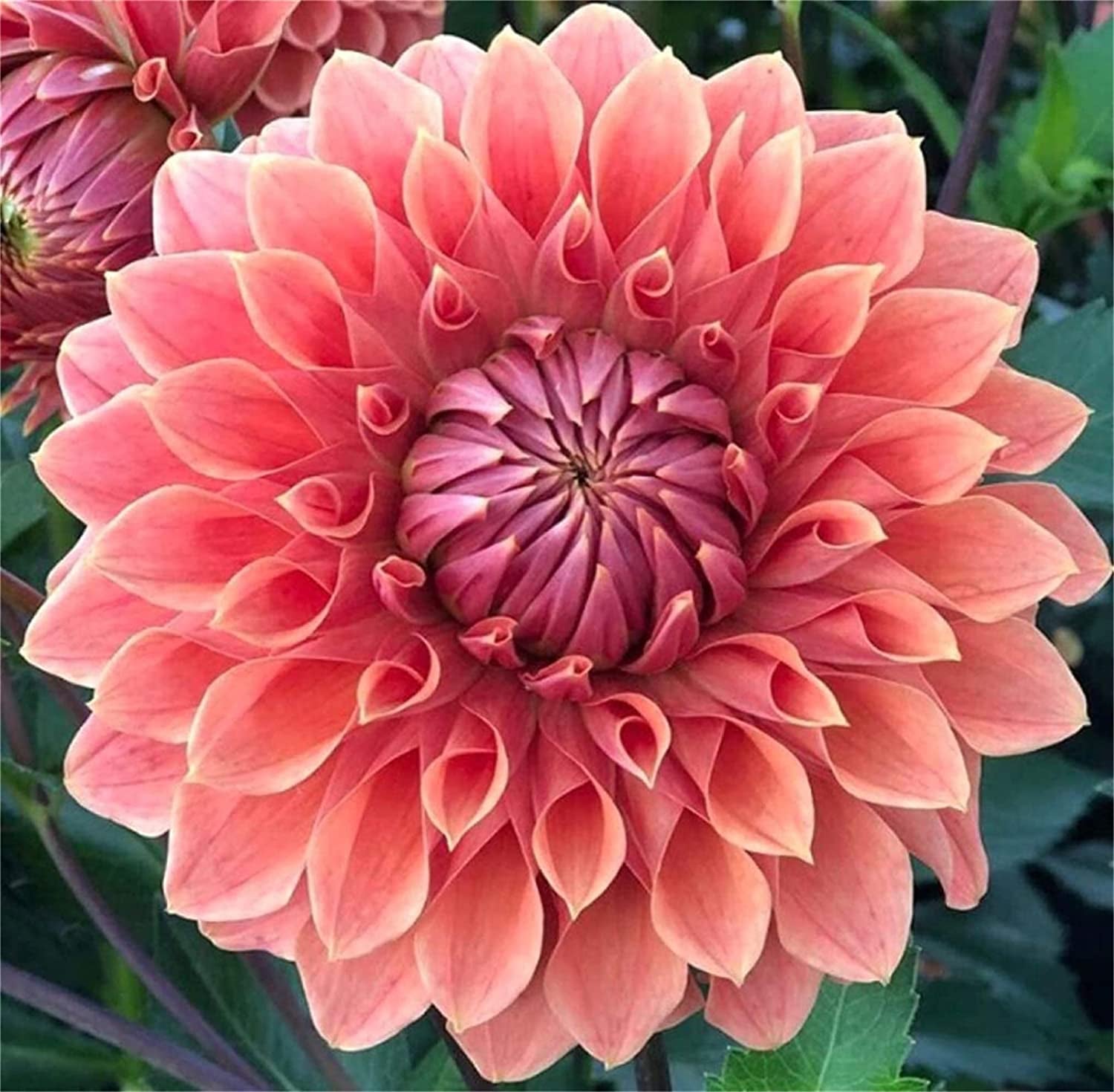 Zellajake Rare Flower Seeds 100+ Pcs Dahlia Seeds Compound Petals Mult –  Greater Happy Outdoors and Health