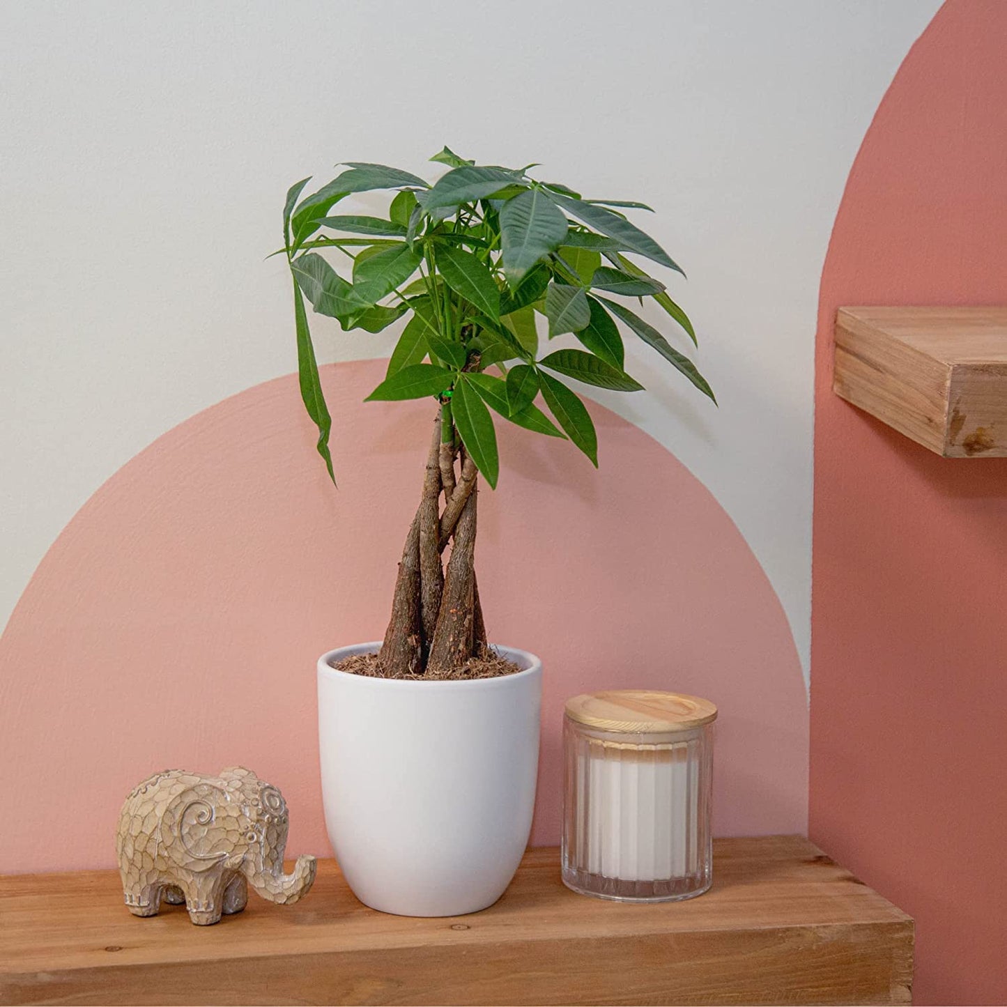 Money Tree, Easy Care Indoor Plant, Live Houseplant in Ceramic Planter Pot, Bonsai Potted in Potting Soil, Home Décor,16-Inches Tall