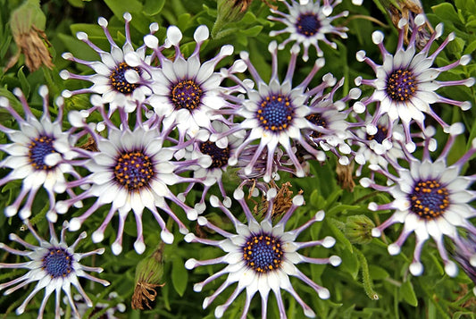 Rare 100 Pcs Seeds Purple Daisy Seeds Flower Garden Plant