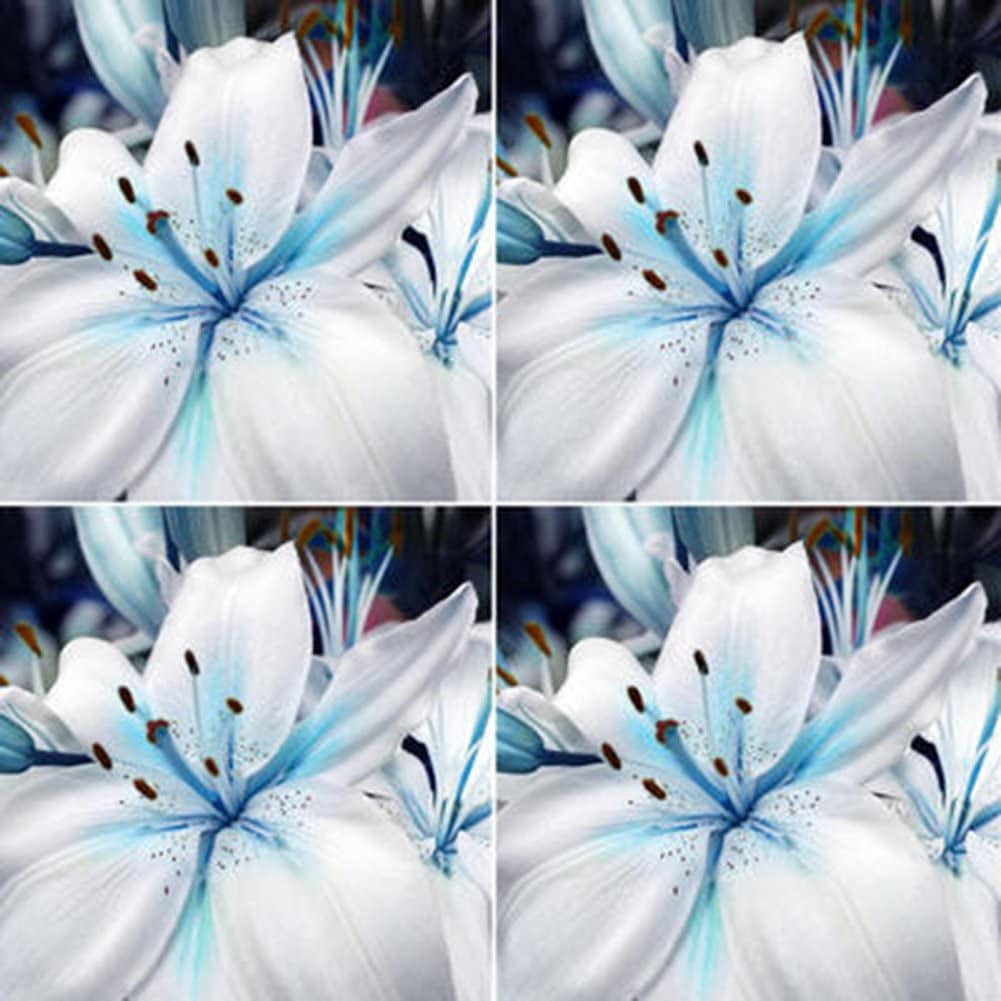 Blue Rare Lily Seeds for Yard Gardening Plant,50Pcs Blue Rare Lily Seeds Planting Lilium Flower Home Bonsai Garden Decor by