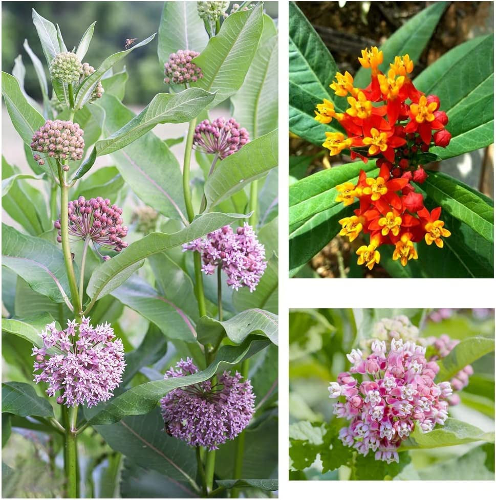 800+ Milkweed Seeds for Monarch Butterflies