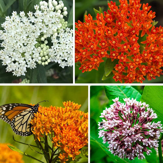 800+ Milkweed Seeds for Monarch Butterflies