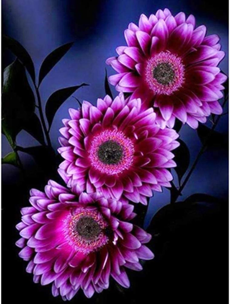 Sunflower Seeds to Plant Purple Sunflower Seeds Ornamental Plant Home Garden Yard Farm Office Decor Non-Gmo Seeds Purple Sunflower Seeds