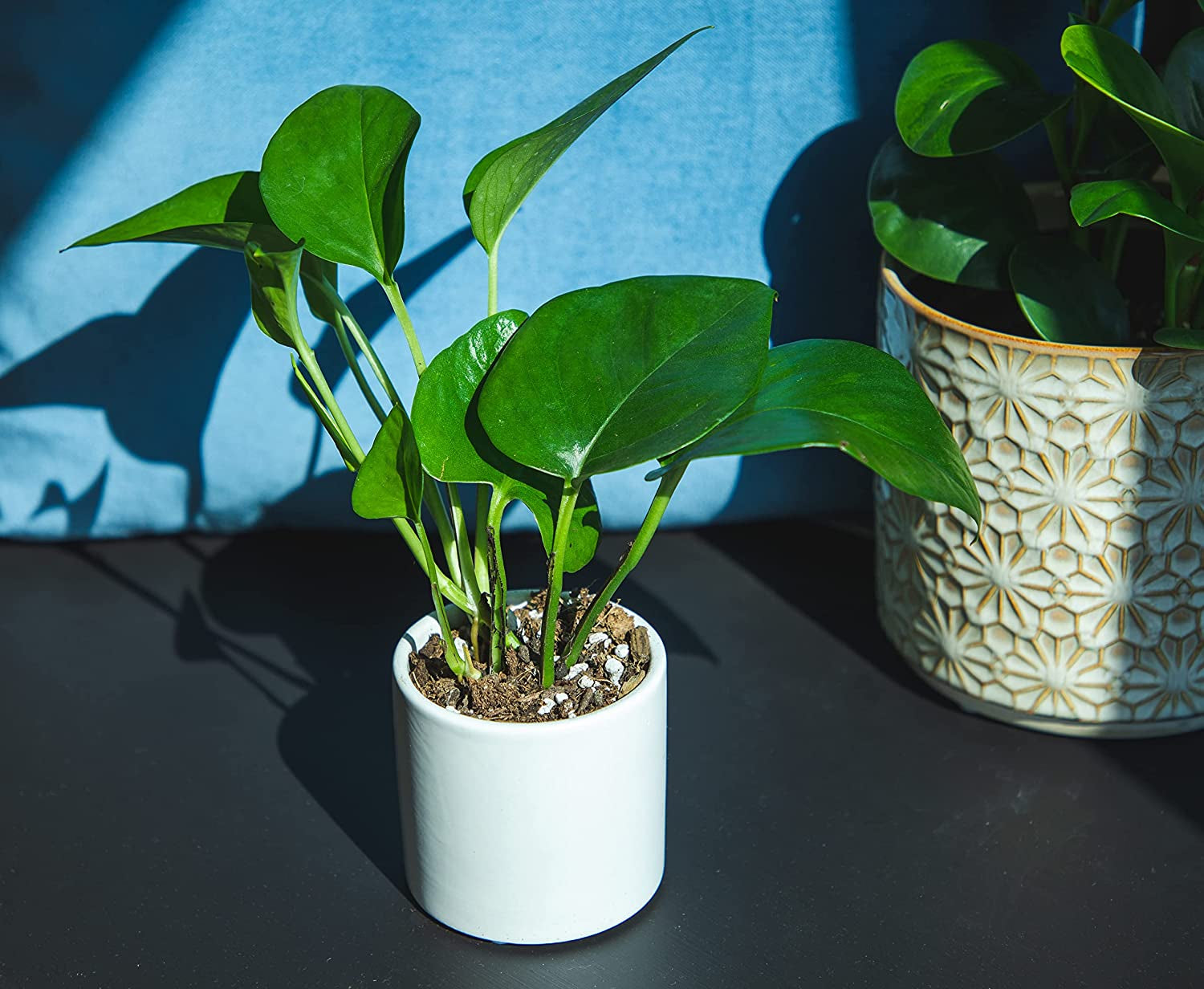 Easy to Grow Houseplants (12 Pack) Live House Plants in Plant Containers, Growers Choice Plant Set in Planters with Potting Soil Mix, Home Décor Planting Kit or Outdoor Garden Gifts by