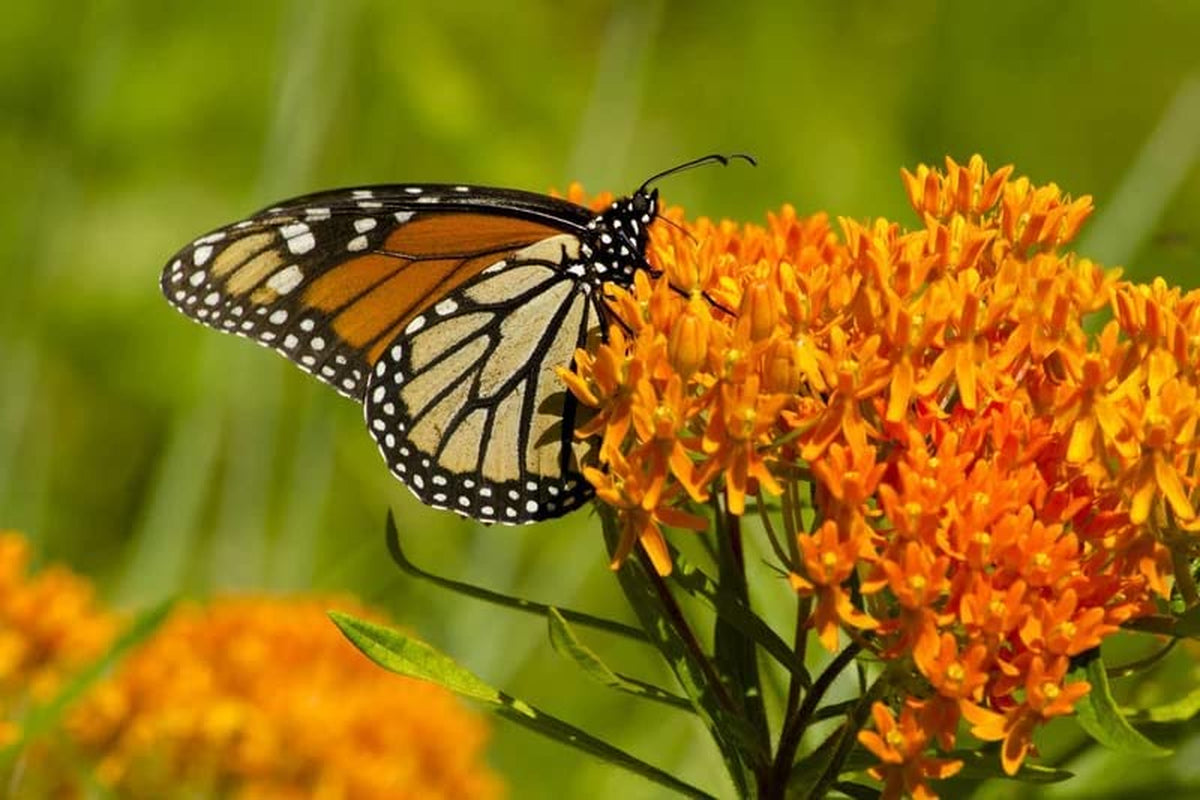 800+ Milkweed Seeds for Monarch Butterflies