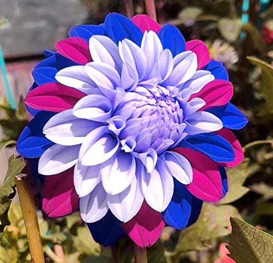 3G Rare Blue and White Point Dahlia Seeds Beautiful Perennial Flowers Plants Dahlia for DIY Home Garden Bonsai Seeds