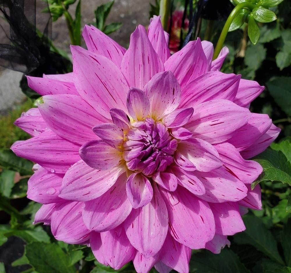 3G Rare Blue and White Point Dahlia Seeds Beautiful Perennial Flowers Plants Dahlia for DIY Home Garden Bonsai Seeds