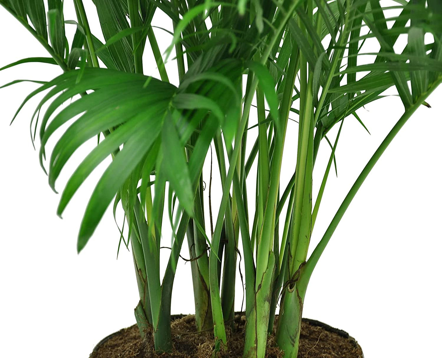 Chamaedorea Palm Tree, Live Indoor Plant, 3 to 4-Feet Tall, Ships with Décor Planter, Fresh from Our Farm, Excellent Gift