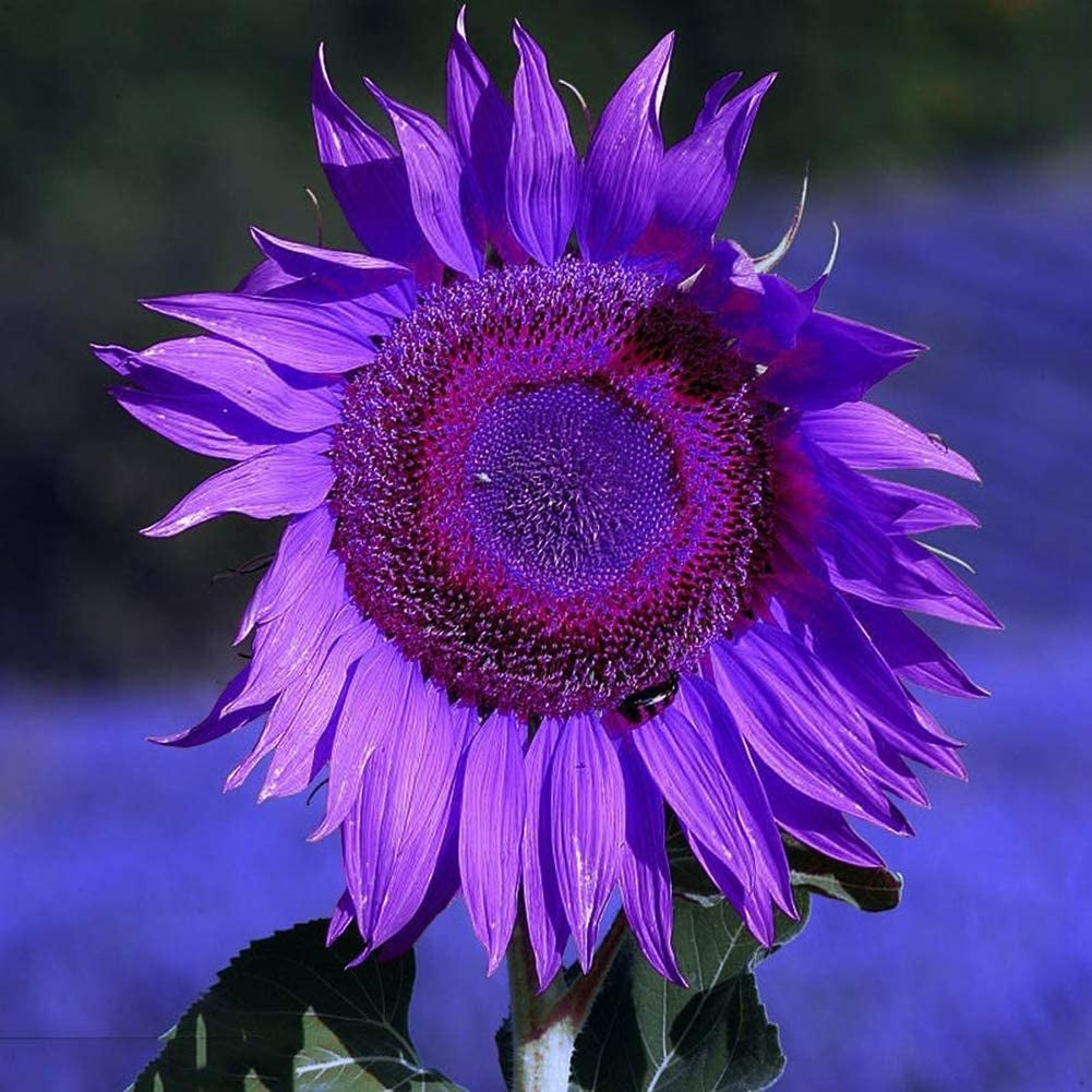 Sunflower Seeds to Plant Purple Sunflower Seeds Ornamental Plant Home Garden Yard Farm Office Decor Non-Gmo Seeds Purple Sunflower Seeds