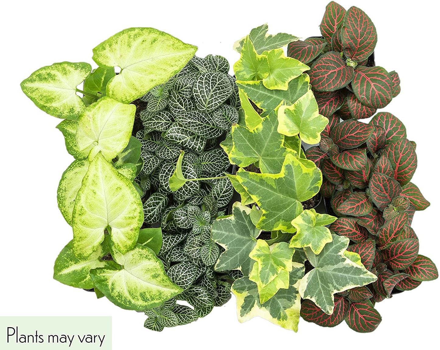 Easy to Grow Houseplants (12 Pack) Live House Plants in Plant Containers, Growers Choice Plant Set in Planters with Potting Soil Mix, Home Décor Planting Kit or Outdoor Garden Gifts by