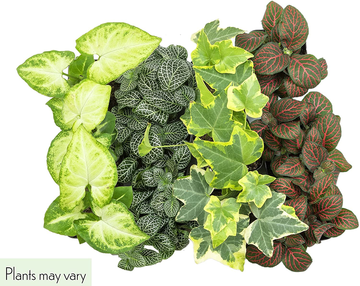 Easy to Grow Houseplants (12 Pack) Live House Plants in Plant Containers, Growers Choice Plant Set in Planters with Potting Soil Mix, Home Décor Planting Kit or Outdoor Garden Gifts by