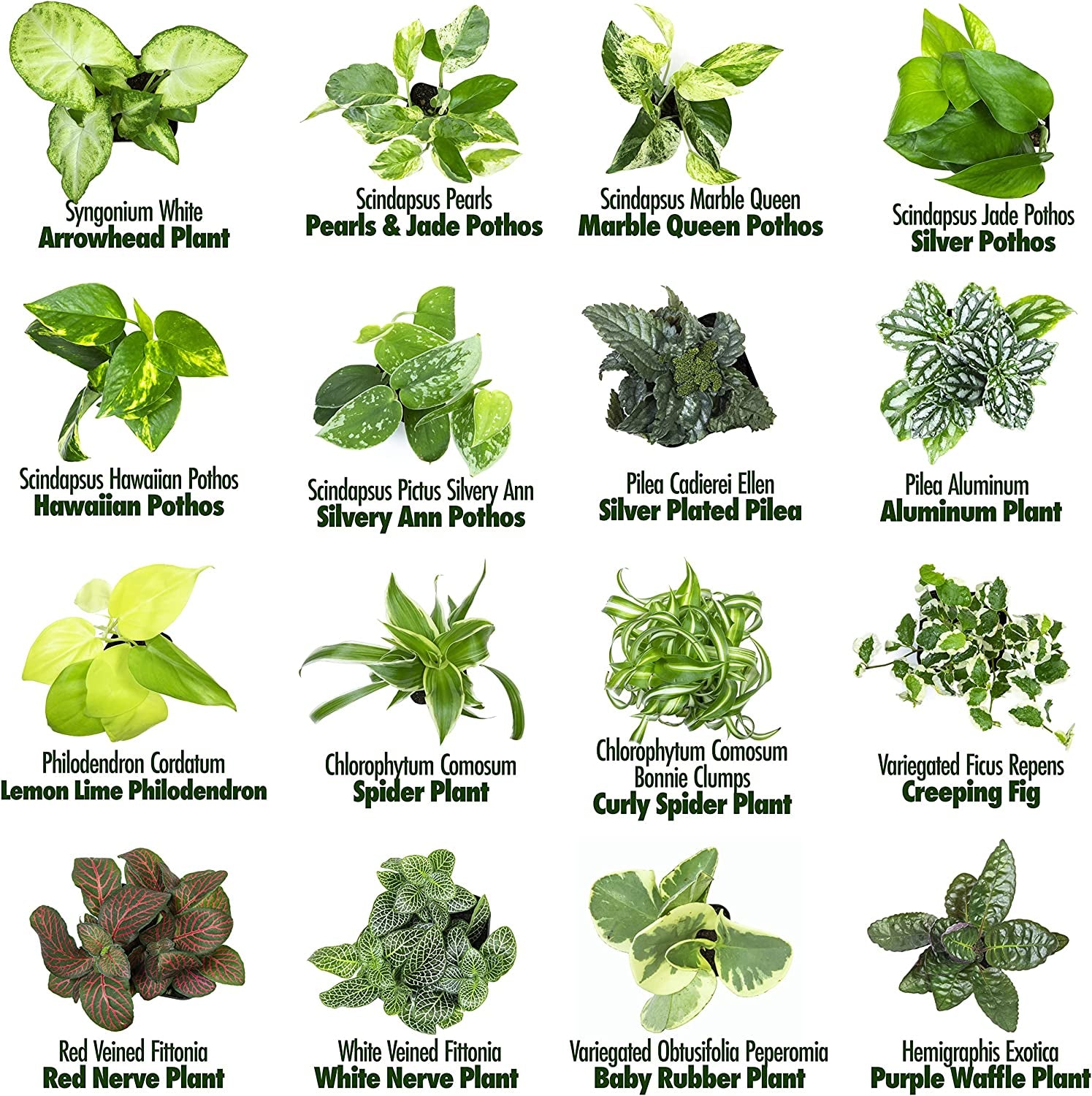 Easy to Grow Houseplants (12 Pack) Live House Plants in Plant Containers, Growers Choice Plant Set in Planters with Potting Soil Mix, Home Décor Planting Kit or Outdoor Garden Gifts by