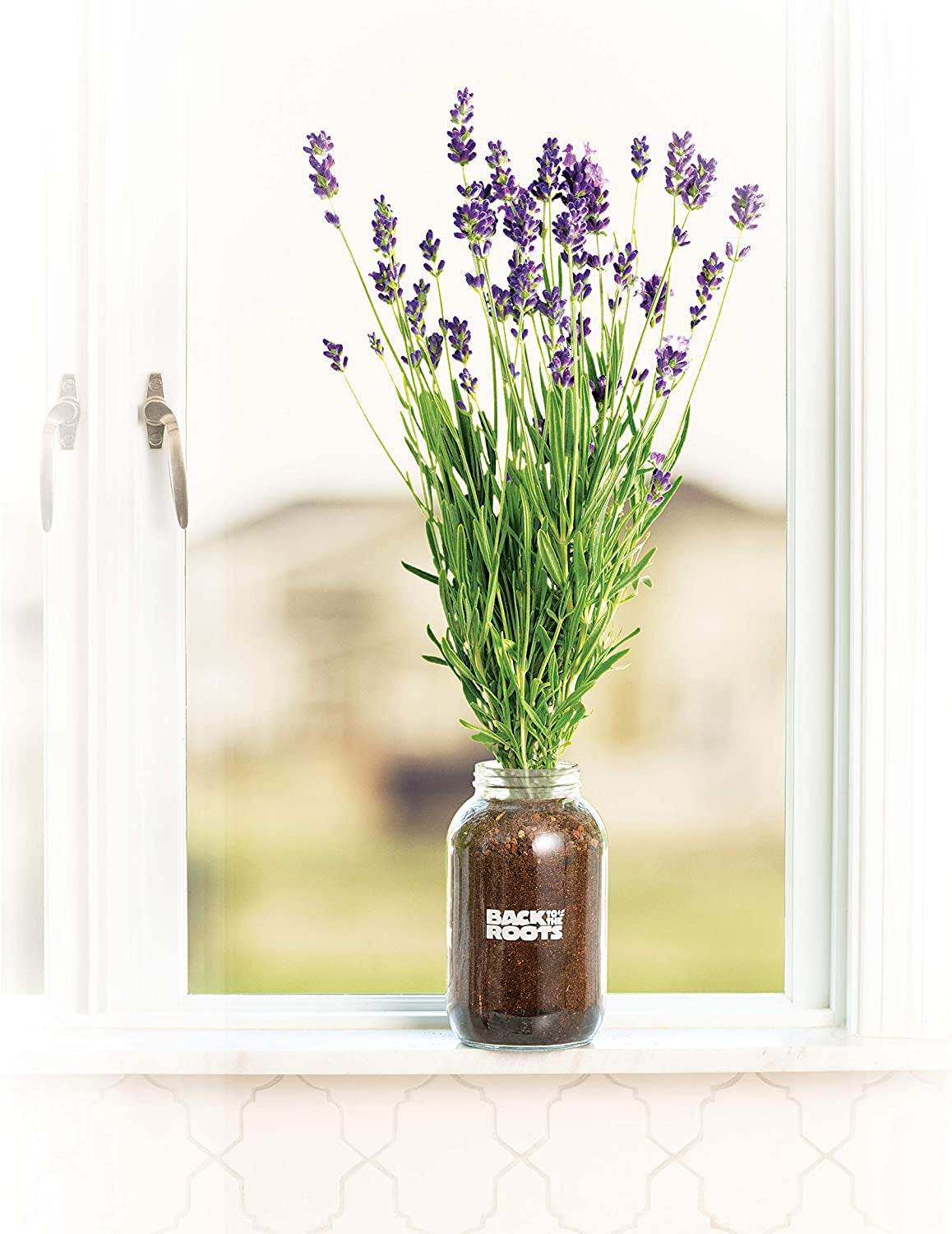 Lavender Organic Windowsill Planter Kit - Grows Year Round, Includes Everything Needed for Planting