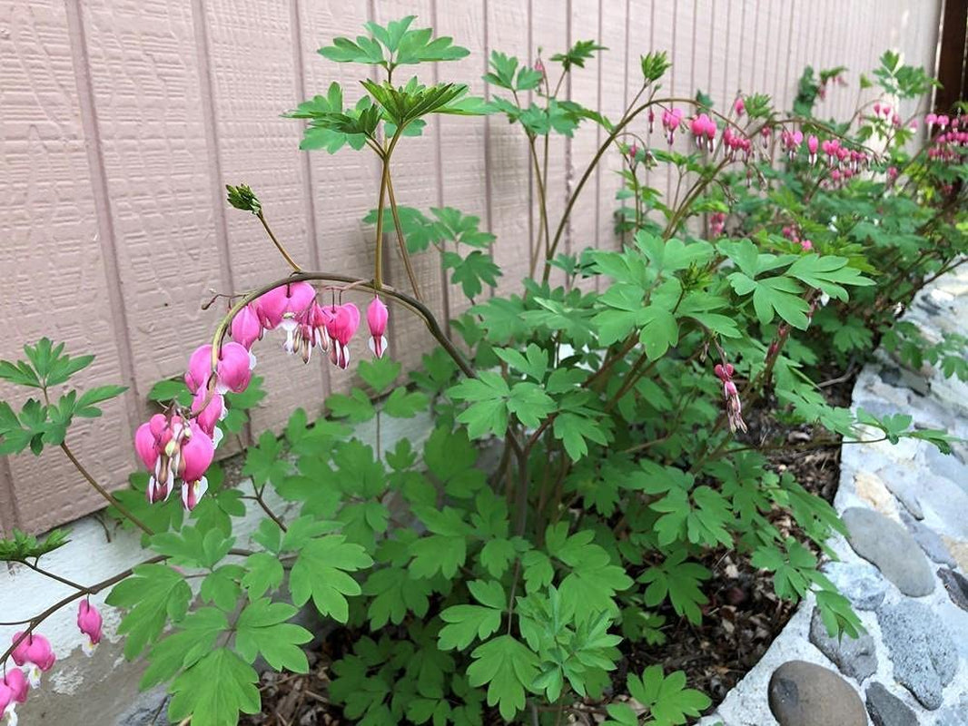 20 Pcs Black Bleeding Heart Seeds Dicentra Spectabilis Shade Flower Garden Spring Flowering