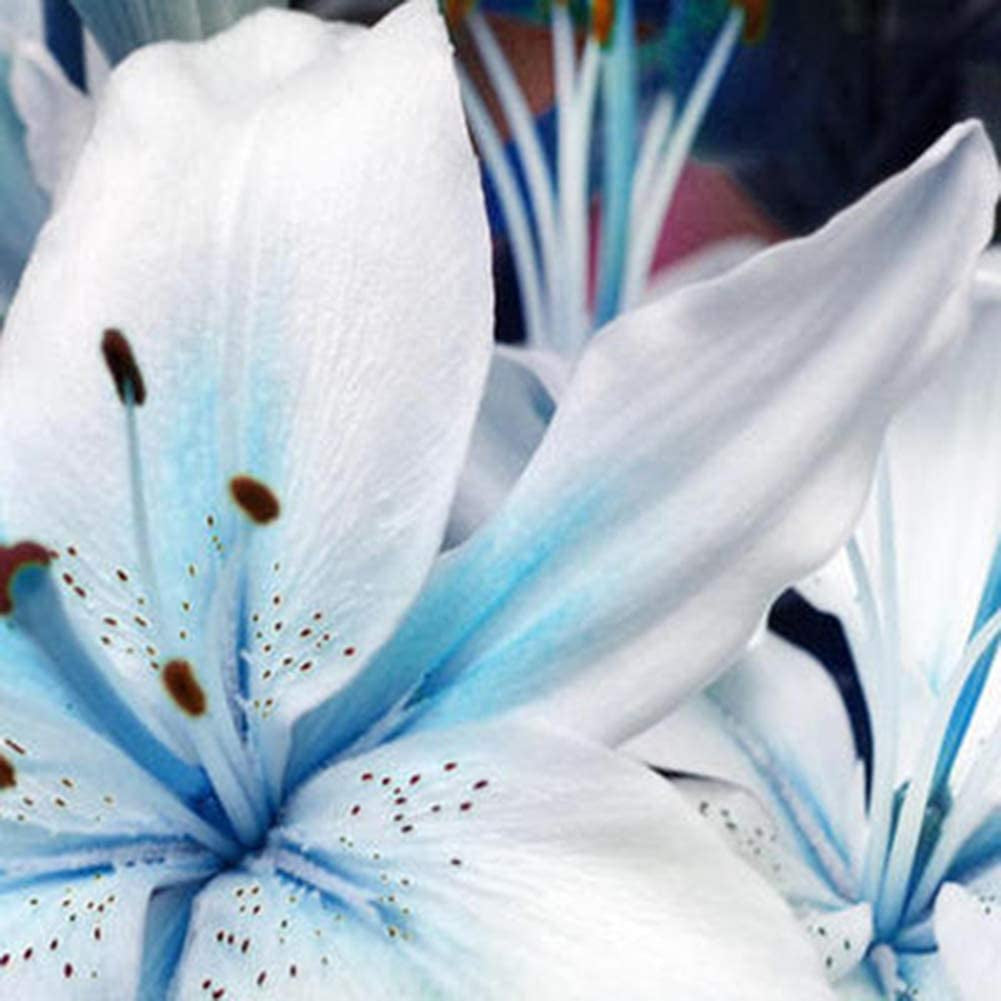 Blue Rare Lily Seeds for Yard Gardening Plant,50Pcs Blue Rare Lily Seeds Planting Lilium Flower Home Bonsai Garden Decor by