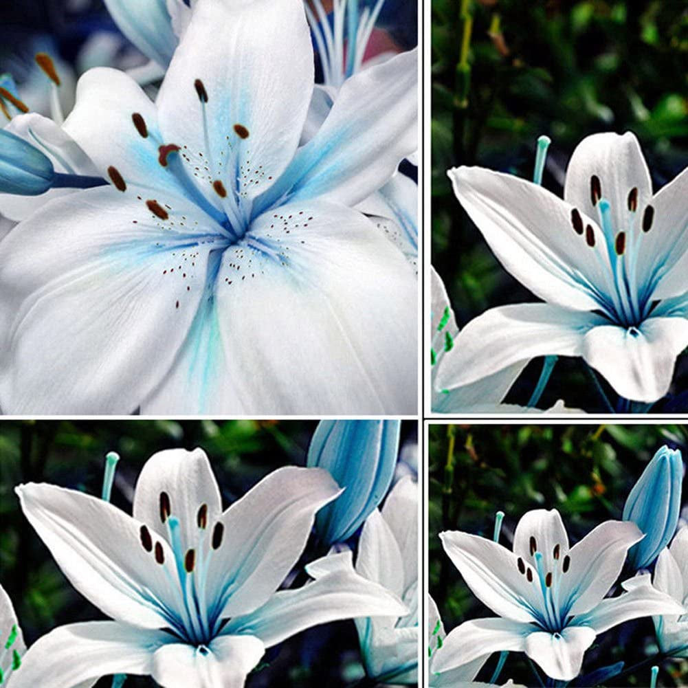 Blue Rare Lily Seeds for Yard Gardening Plant,50Pcs Blue Rare Lily Seeds Planting Lilium Flower Home Bonsai Garden Decor by