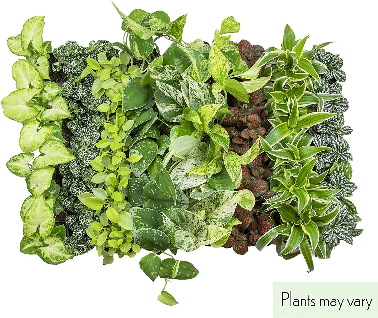 Easy to Grow Houseplants (12 Pack) Live House Plants in Plant Containers, Growers Choice Plant Set in Planters with Potting Soil Mix, Home Décor Planting Kit or Outdoor Garden Gifts by