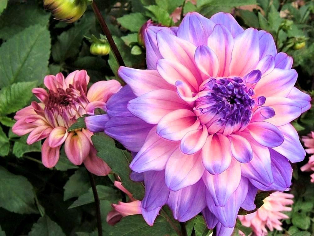 3G Rare Blue and White Point Dahlia Seeds Beautiful Perennial Flowers Plants Dahlia for DIY Home Garden Bonsai Seeds