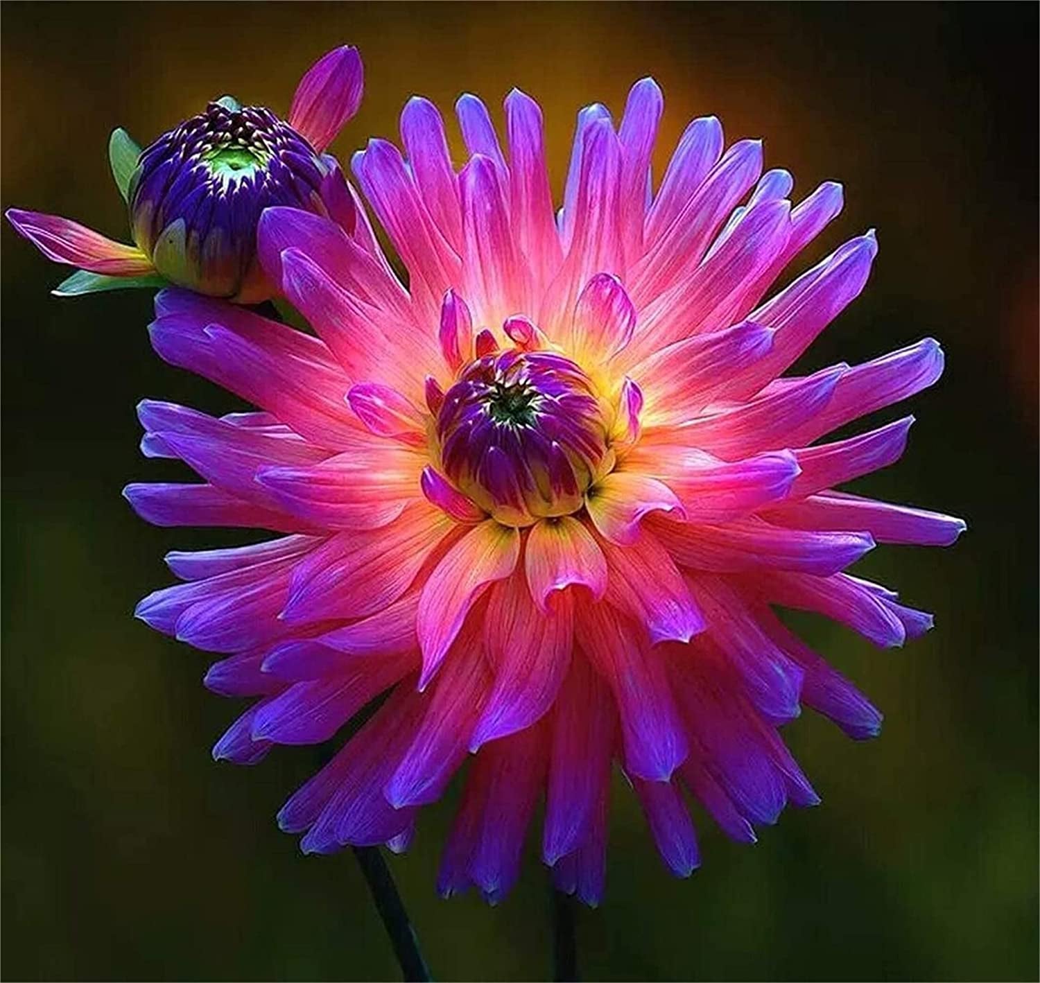unusual flower seeds Zellajake Rare Flower Seeds 100+ Pcs Dahlia Seeds Compound Petals Mult –  Greater Happy Outdoors and Health