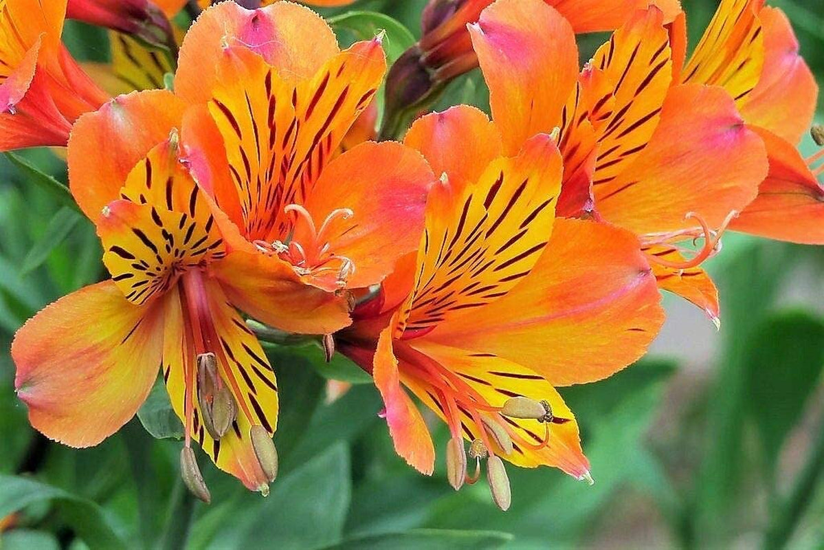 10+ Mix Canna Lily Seeds Peruvian Dr Salters Flower Flowers