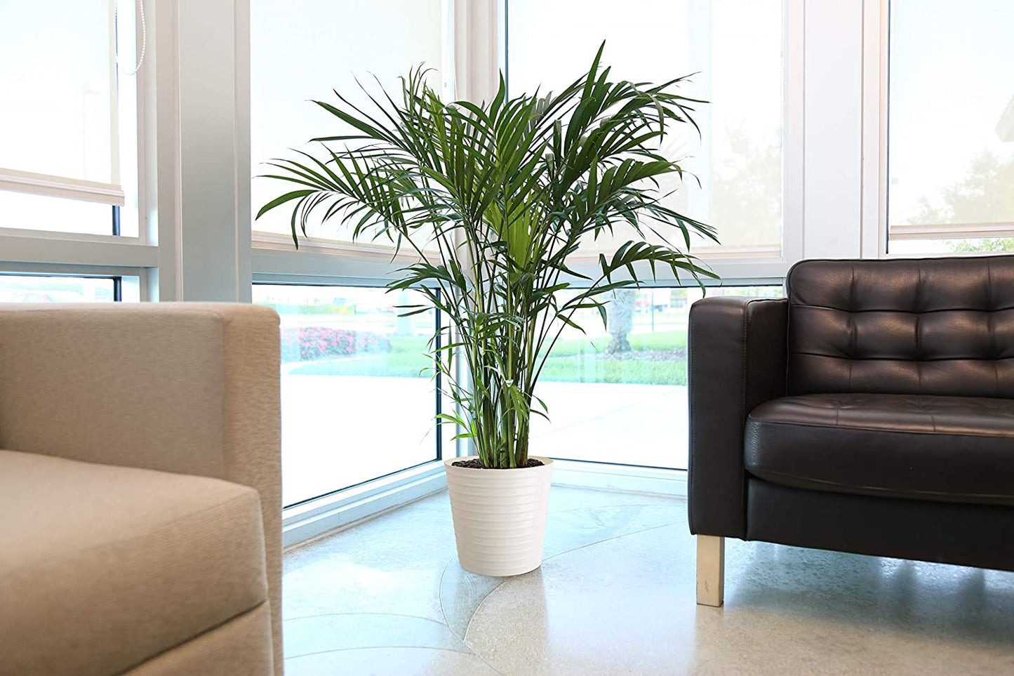 Chamaedorea Palm Tree, Live Indoor Plant, 3 to 4-Feet Tall, Ships with Décor Planter, Fresh from Our Farm, Excellent Gift