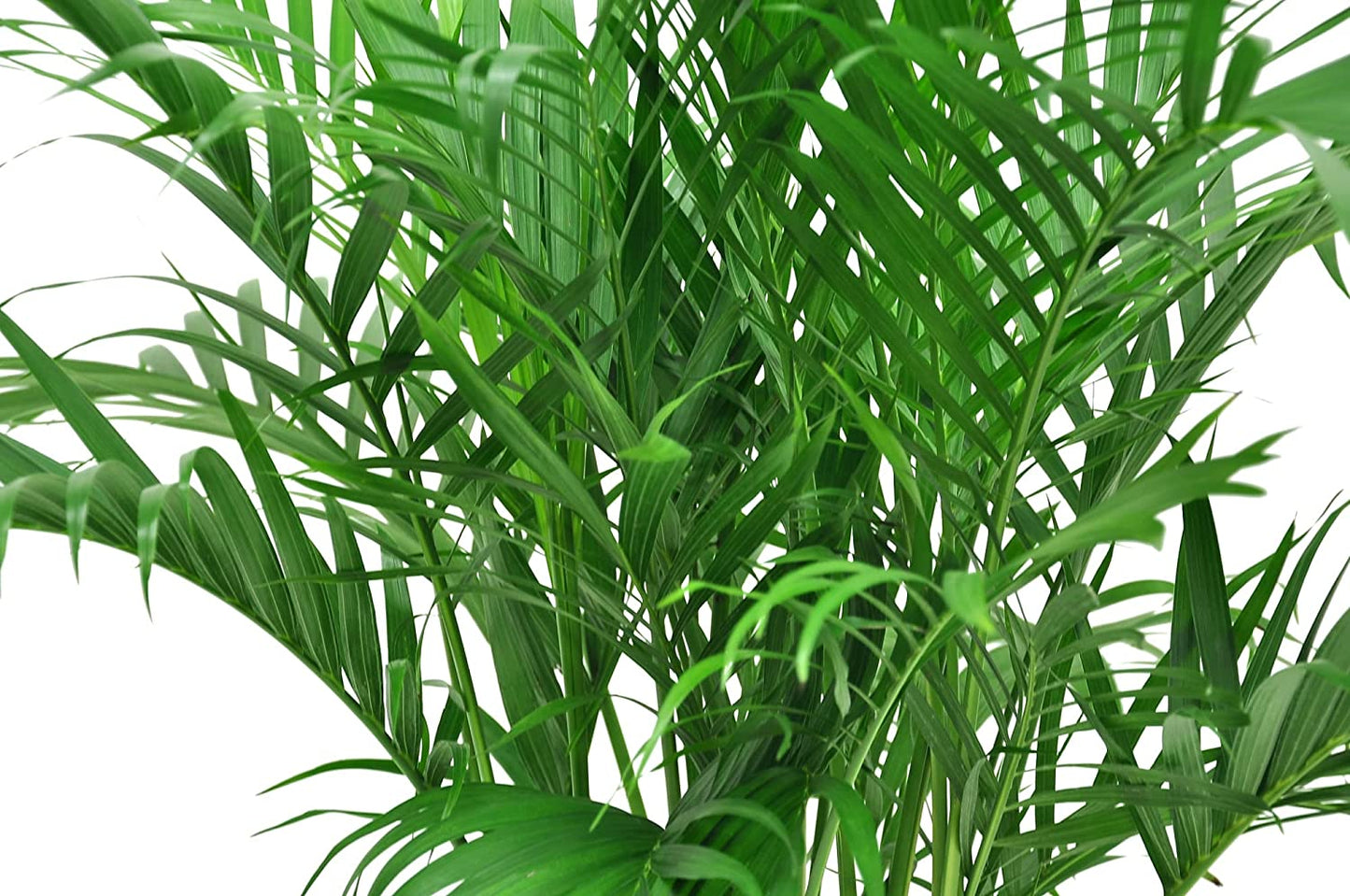 Chamaedorea Palm Tree, Live Indoor Plant, 3 to 4-Feet Tall, Ships with Décor Planter, Fresh from Our Farm, Excellent Gift