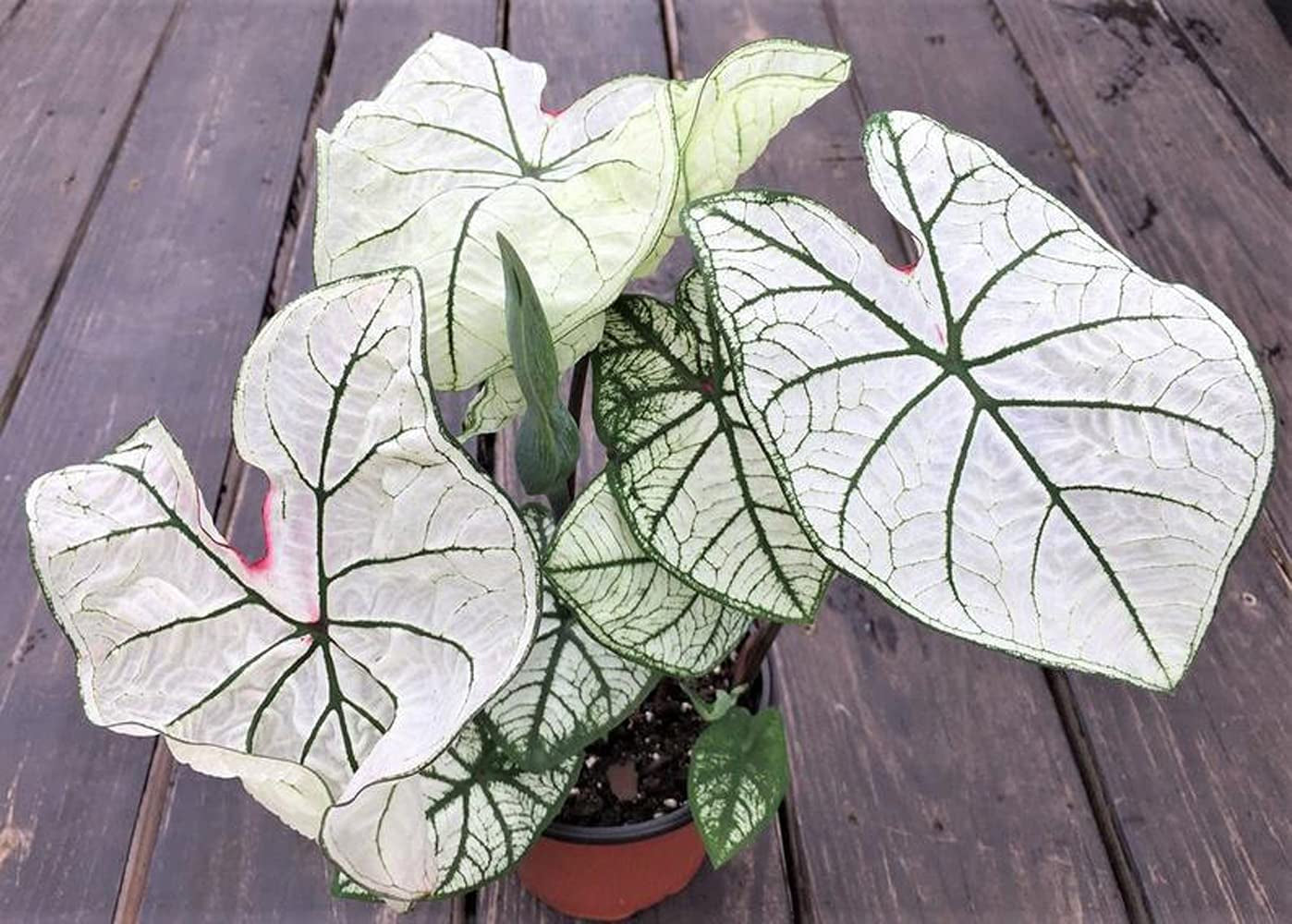 Utopiaseeds Dwarf Candidum Jr Caladium Bulb - Fancy Leaf Caladium - 1 Caladium Root