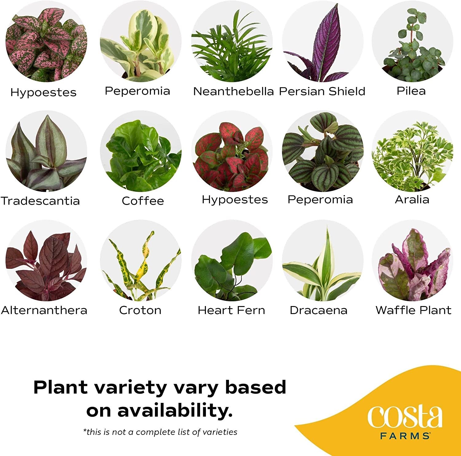 Mini Houseplants (6 Pack), Easy Grow Live Indoor House Plants in Nursery Plant Pots, Grower'S Choice with Soil Potting Mix, Potted Home Décor Planter or Outdoor Garden Gift