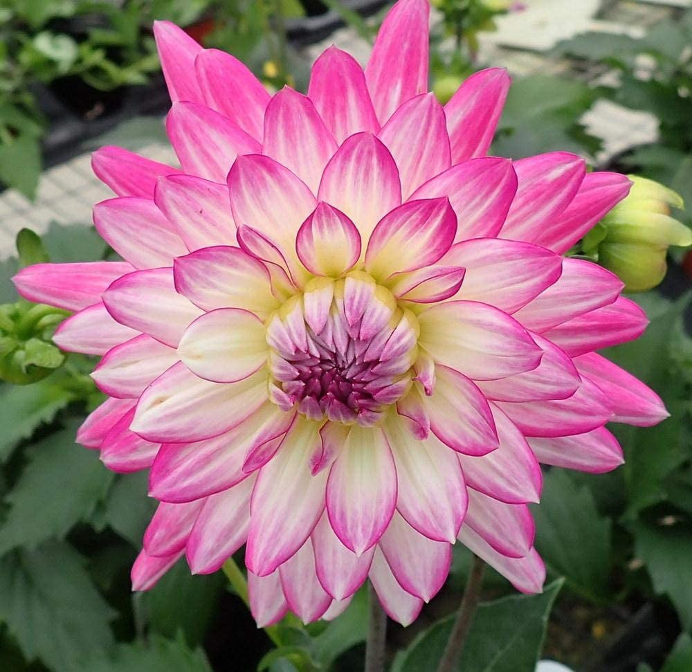 3G Rare Blue and White Point Dahlia Seeds Beautiful Perennial Flowers Plants Dahlia for DIY Home Garden Bonsai Seeds