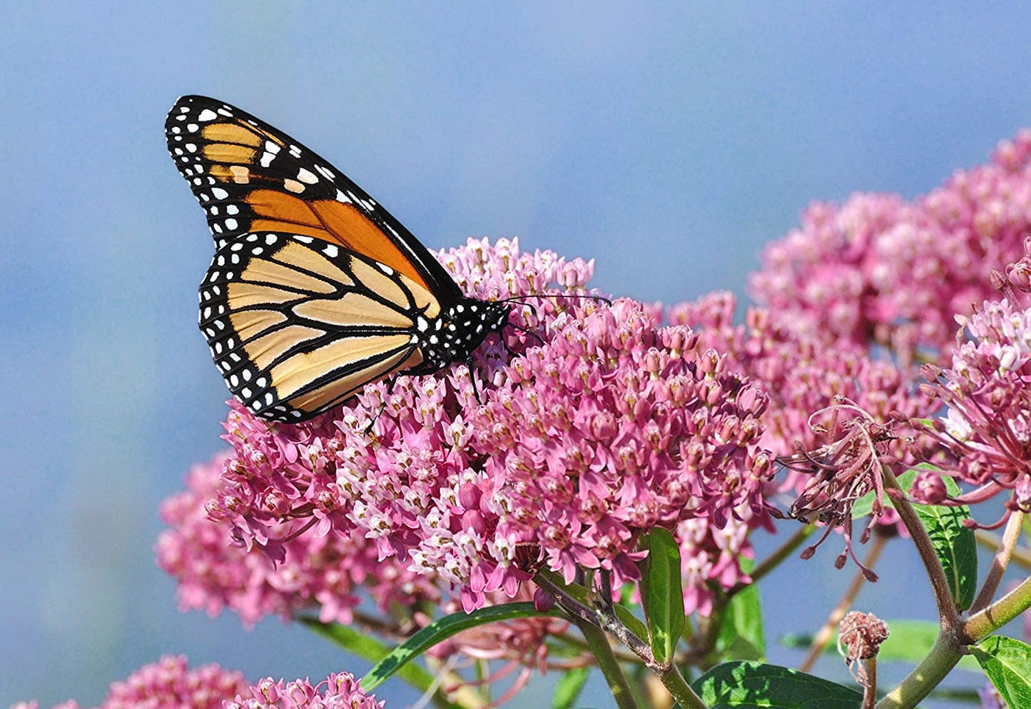 800+ Milkweed Seeds for Monarch Butterflies