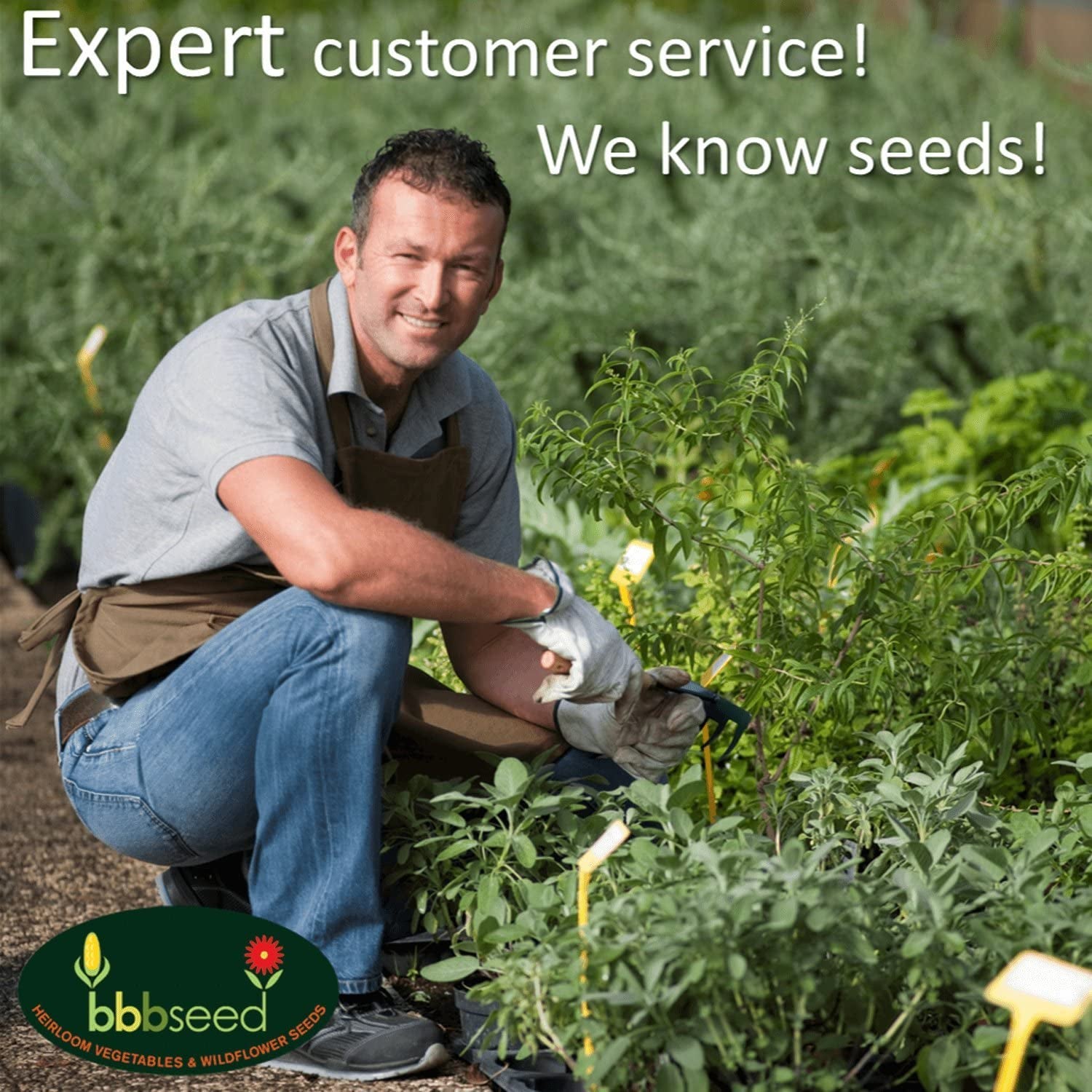 Monarch Butterfly Rescue Wildflower Seeds Bulk Open-Pollinated Wildflower Seed Packet, No Fillers, Annual, Perennial Milkweed Seeds for Monarch Butterfly 1Oz