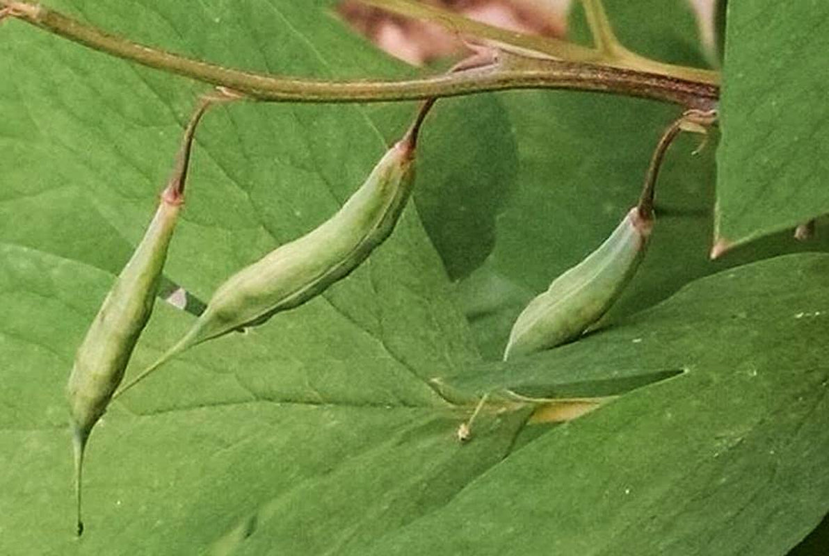 20 Pcs Black Bleeding Heart Seeds Dicentra Spectabilis Shade Flower Garden Spring Flowering