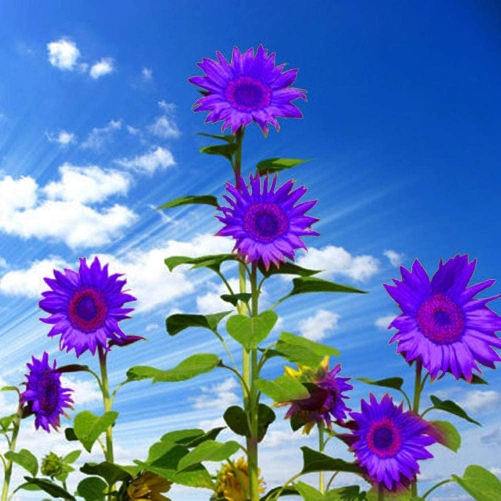 Sunflower Seeds to Plant Purple Sunflower Seeds Ornamental Plant Home Garden Yard Farm Office Decor Non-Gmo Seeds Purple Sunflower Seeds