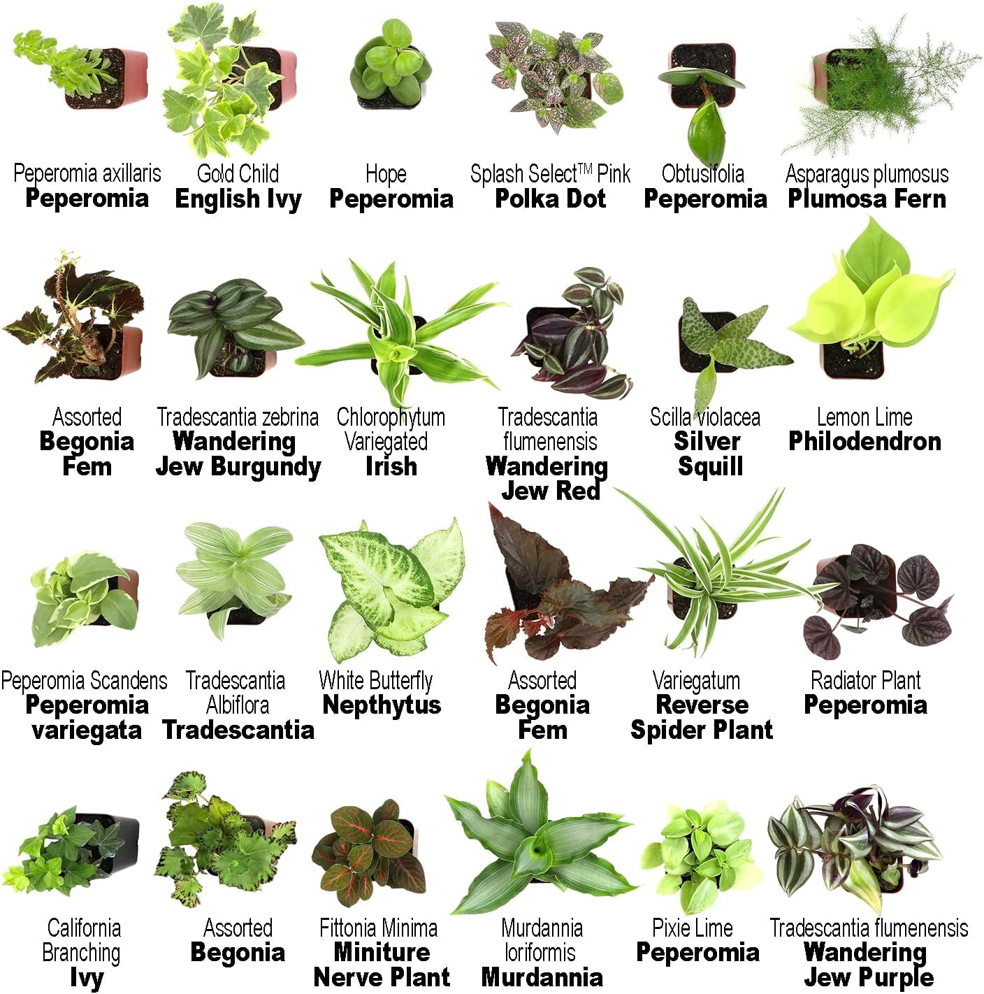 assorted house plants Easy to Grow Houseplants (12 Pack) Live House Plants in Plant Containe – Greater Happy Outdoors and Health