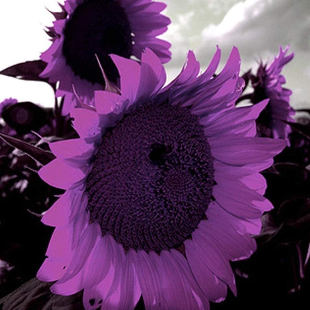 Sunflower Seeds to Plant Purple Sunflower Seeds Ornamental Plant Home Garden Yard Farm Office Decor Non-Gmo Seeds Purple Sunflower Seeds
