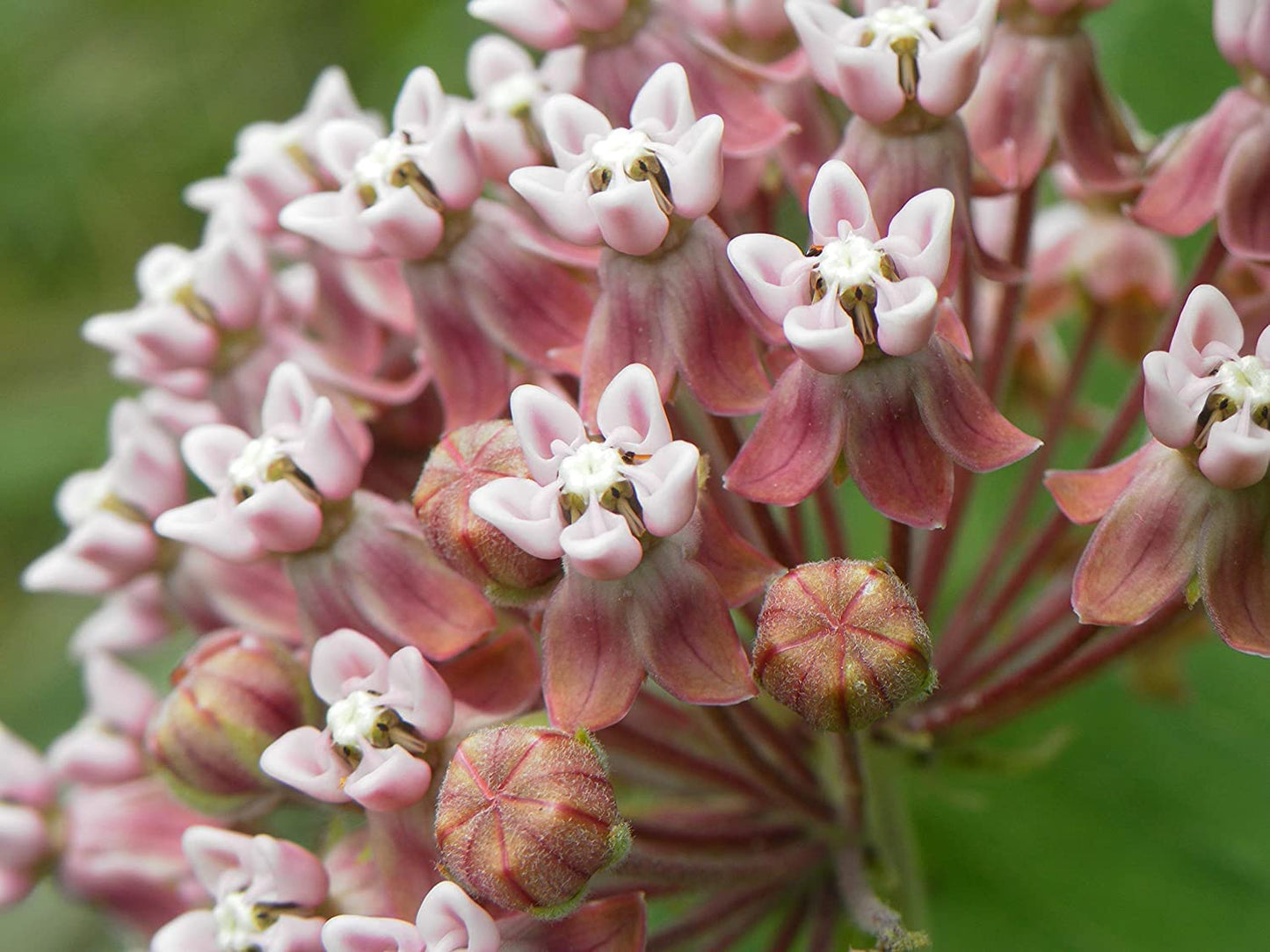 800+ Milkweed Seeds for Monarch Butterflies